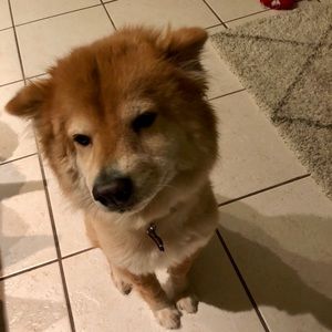 Meet your Posher, Alison